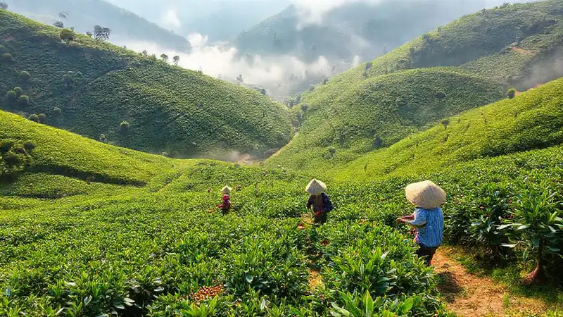 Vietnam: café