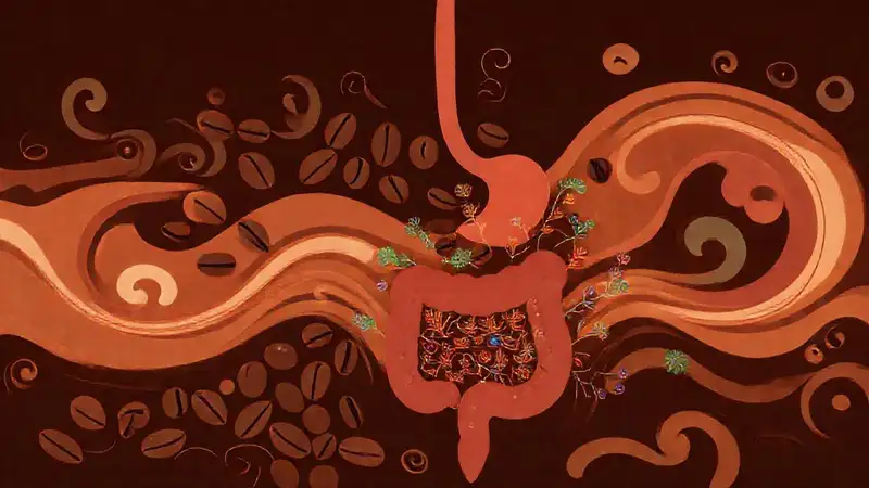 Café nutre una flora intestinal vibrante