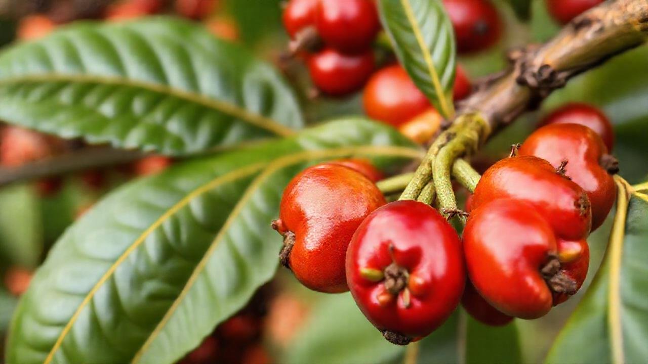 Café resiliente: belleza natural y científica