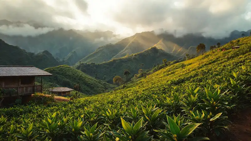 Finca hawaiana, café y paisajes serenos