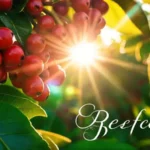 Café tropical: luz
