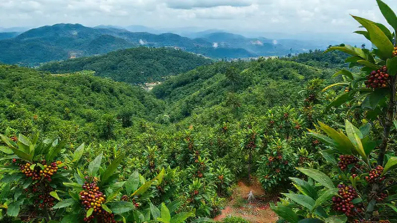 Plantación de café salvadoreño muestra daños
