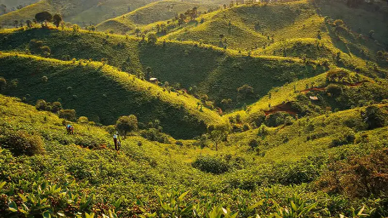 Finca keniana: café sostenible y vibrante