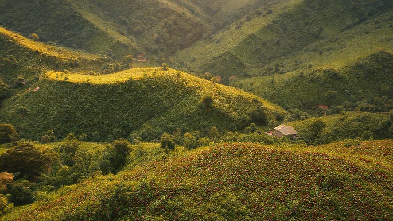 Café hondureño: verdes campos, sol y tradición