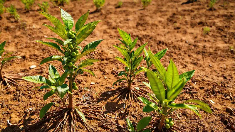 Cafés resilientes florecen en tierra árida