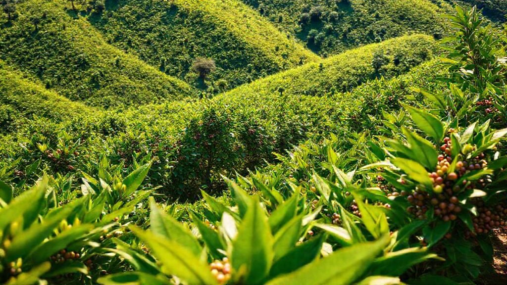 Paisajes rurales de café serenos y orgánicos