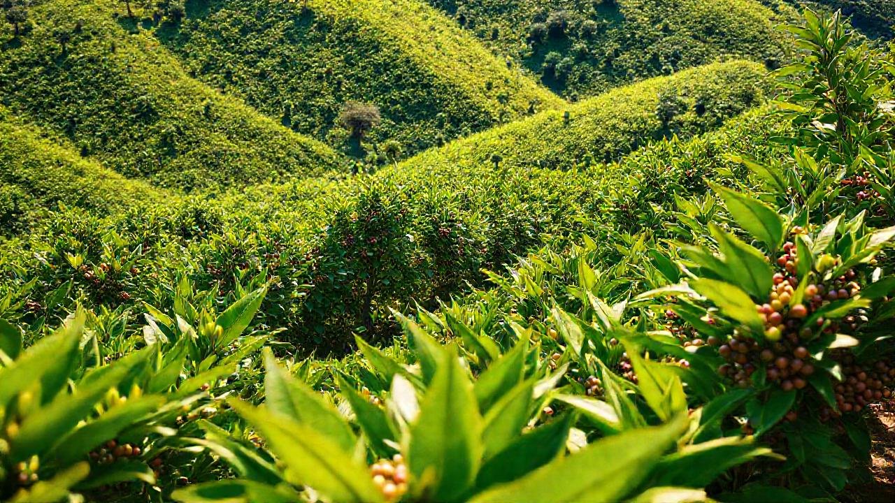 Paisajes rurales de café serenos y orgánicos