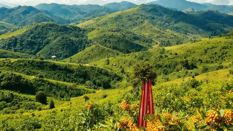 Café nicaragüense: belleza